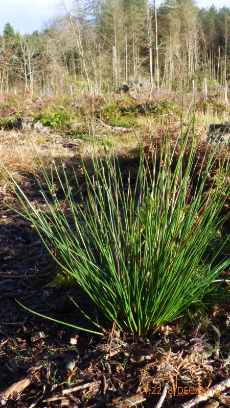 Rushes1