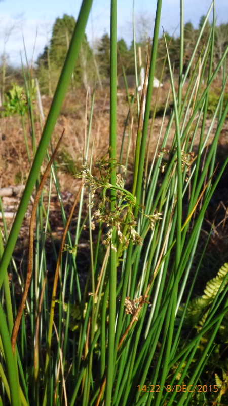 Rushes2