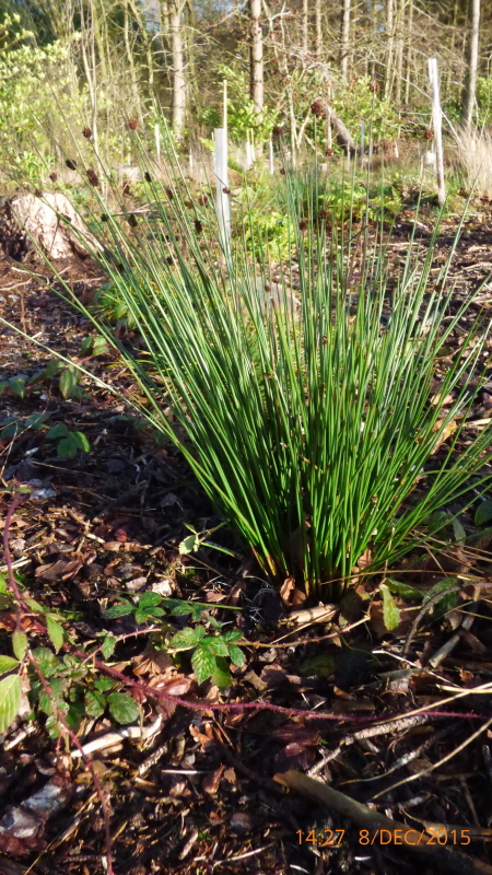 Rushes3