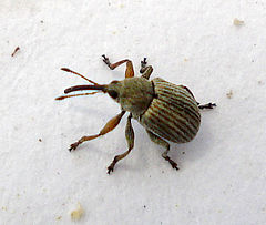 240px-Exapion_ulicis