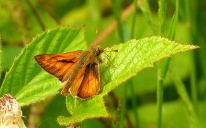 Butterflies1
