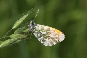 Butterflies105