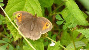 Butterflies2