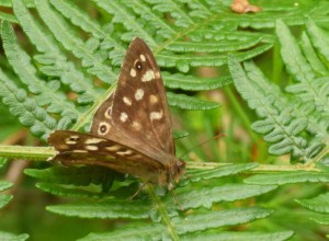 Butterflies3