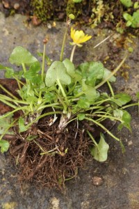 Celandine1