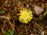 coltsfoot1