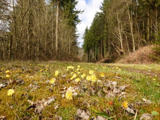 coltsfoot2