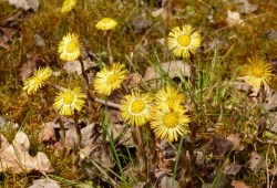 coltsfoot3