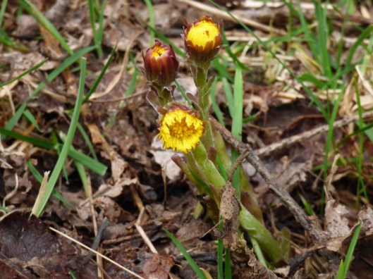 coltsfoot5