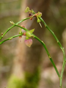 Bilberry