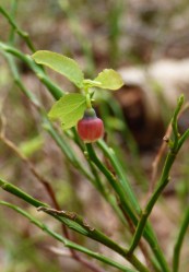 Bilberry