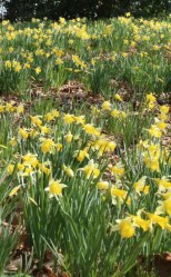 Wild Daffodil