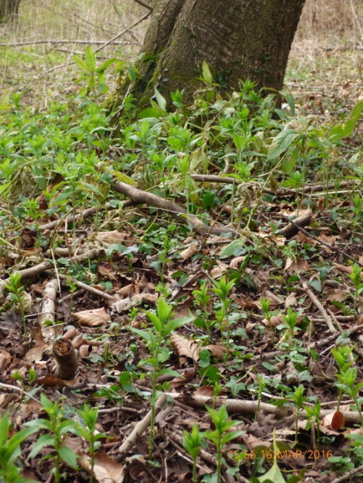 Dogs Mercury1