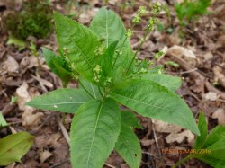 Dogs Mercury