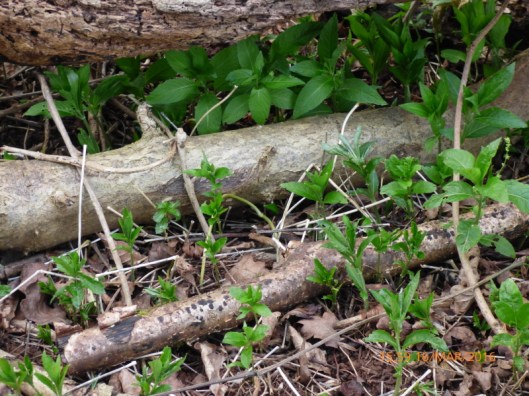 Dogs Mercury3