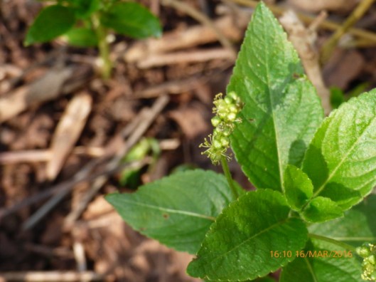 Dogs Mercury4