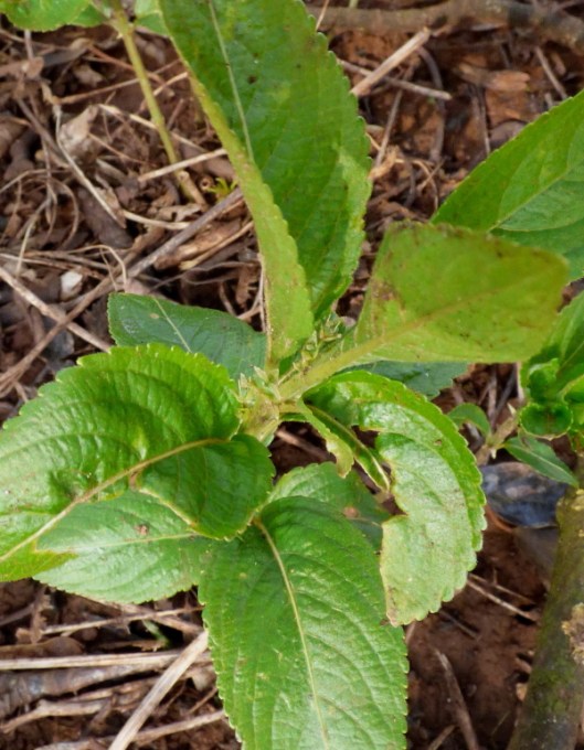 Dogs Mercury5