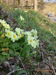 Primrose