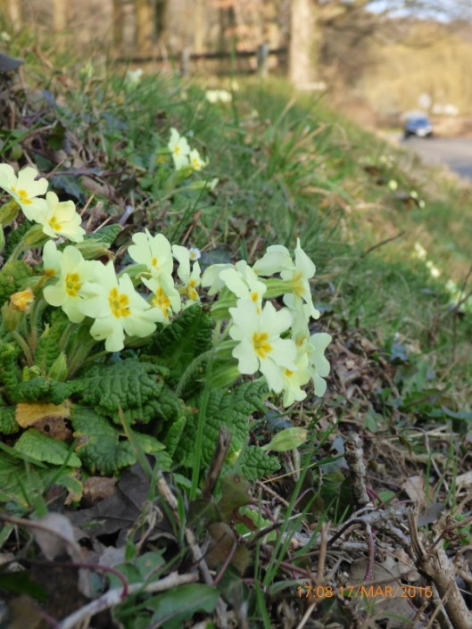 Primrose