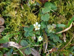 Barren Strawberry