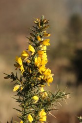 Gorse1