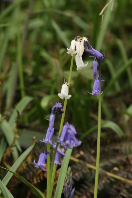 White Bluebell
