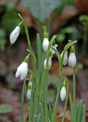 snowdrops3