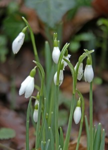 snowdrops3