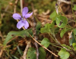 Wood Dog Violet