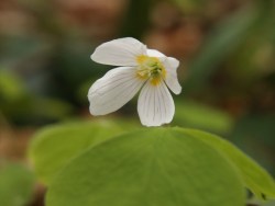 Wood-sorrel