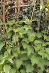 Stinging nettle