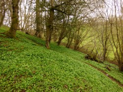 Toothwort1