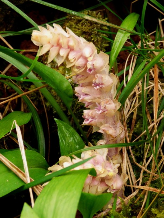Toothwort
