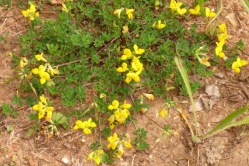 Bird's foot trefoil