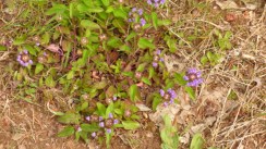 Selfheal 