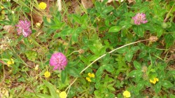 Field clover