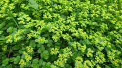Wood Spurge