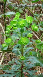 Wood Spurge