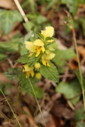 Yellow archangel