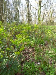 Wood Spurge