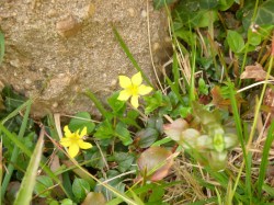 Yellow pimpernell4
