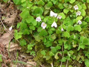 Wood sorrel