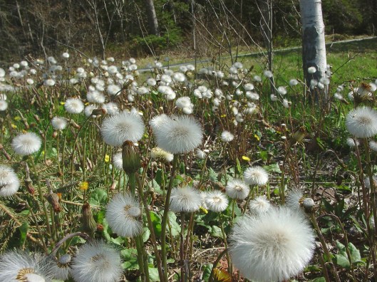 tussilago-farfara-fr-gmittelhauser-f