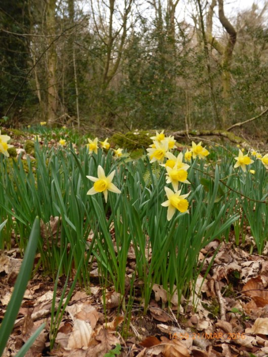 Wild Daffodil3