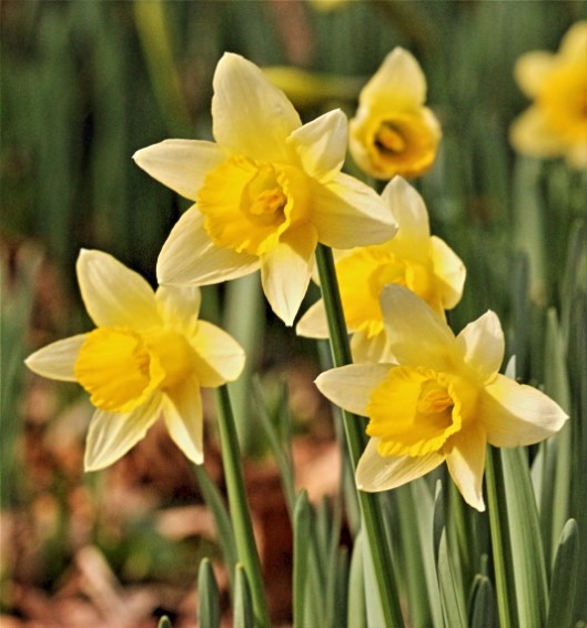 wild-daffodils8