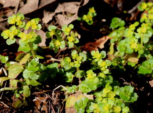 golden Saxifrage2