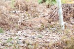IMG_4779