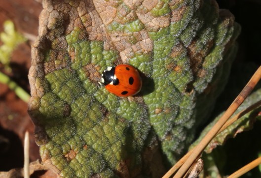 Ninewells insects2