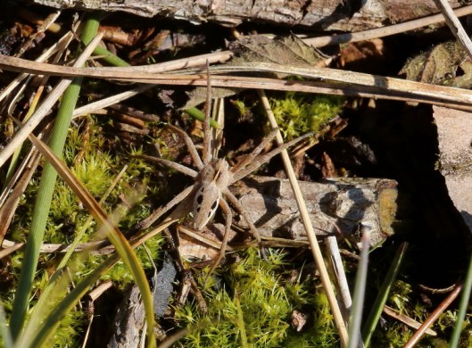 Ninewells insects3