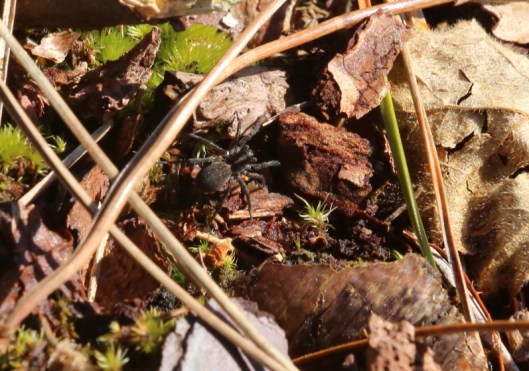 Ninewells insects4